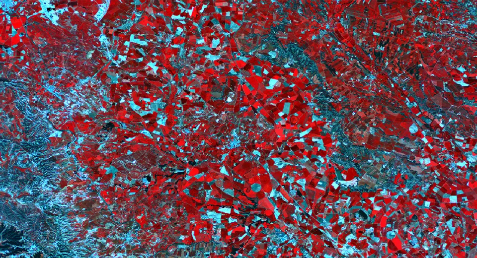 Identificación de vegetación